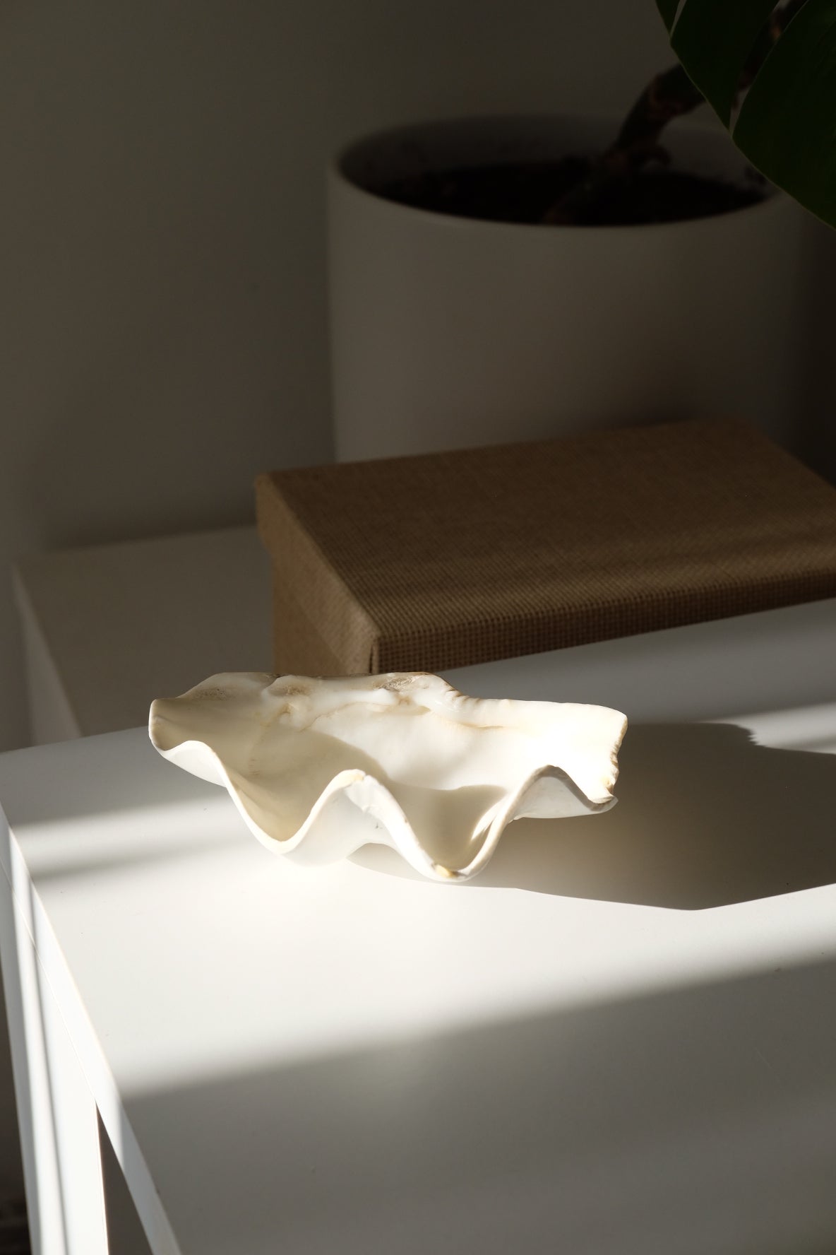 קערת צדף טבעי לעיצוב דקורטיבית של בית ותכשיטים, קערה דקורטיבית מצדפה אמיתית מהממת לעיצוב בית וחדר אמבטיה, כלי צדף ניתן להשתמש כסבוניה, כמגש לתכשיטים, ניתן להשתמש ככלי אחסון לתכשיטים, בסיס לנרות, כד לעציצים, כחלק מדקור לסלון, עיצוב לחדר שינה או אמבטיה